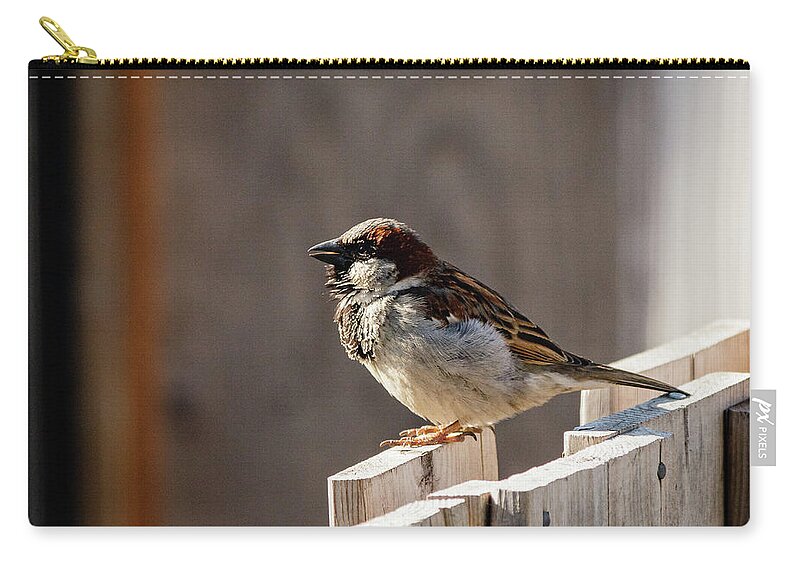 House Sparrow Zip Pouch featuring the photograph House Sparrow on a fence #17 by SAURAVphoto Online Store