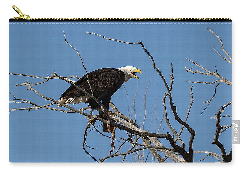 Bald Eagle Zip Pouch featuring the photograph Bald Eagle Guards its Meal #2 by Tony Hake