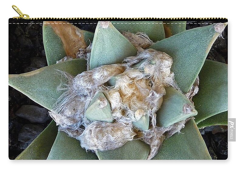 Ariocarpus Retusus Zip Pouch featuring the photograph Cactus 3 #2 by Selena Boron