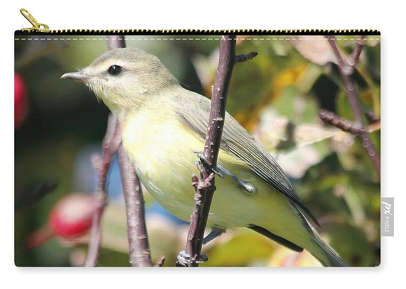 Mccombie Zip Pouch featuring the photograph Female Tennessee Warbler #1 by J McCombie