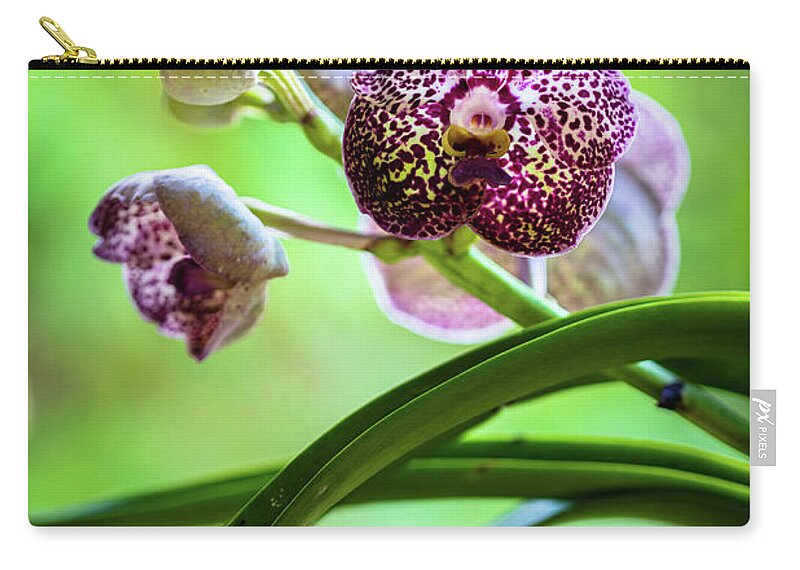 Ascda Kulwadee Fragrance Zip Pouch featuring the photograph Spotted Vanda Orchid Flowers #2 by Raul Rodriguez