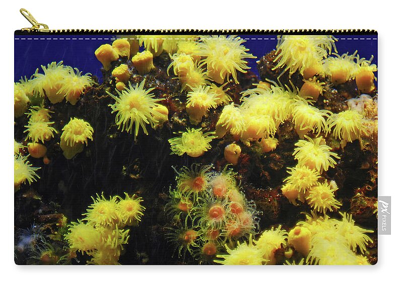 Colorful Zip Pouch featuring the photograph Under water coral life #2 by Severija Kirilovaite