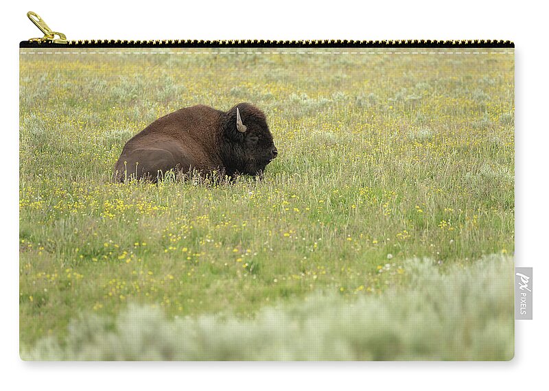 Buffalo Zip Pouch featuring the photograph 2018 Buffalo-2 by Tara Krauss