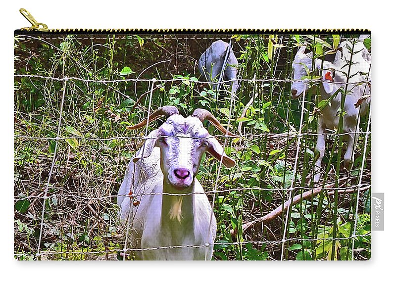 Goat Carry-all Pouch featuring the photograph 2021 Backyard Goats 5 by Janis Senungetuk