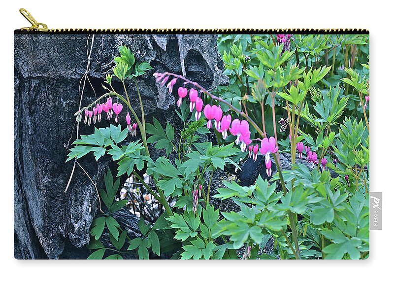 Spring Flowers Zip Pouch featuring the photograph 2021Late April Bleeding Hearts 1 by Janis Senungetuk