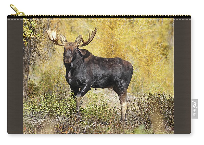 Moose Zip Pouch featuring the photograph 2022 Bull Moose by Jean Clark
