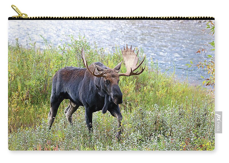 Moose Zip Pouch featuring the photograph 2023 September Bull by Jean Clark