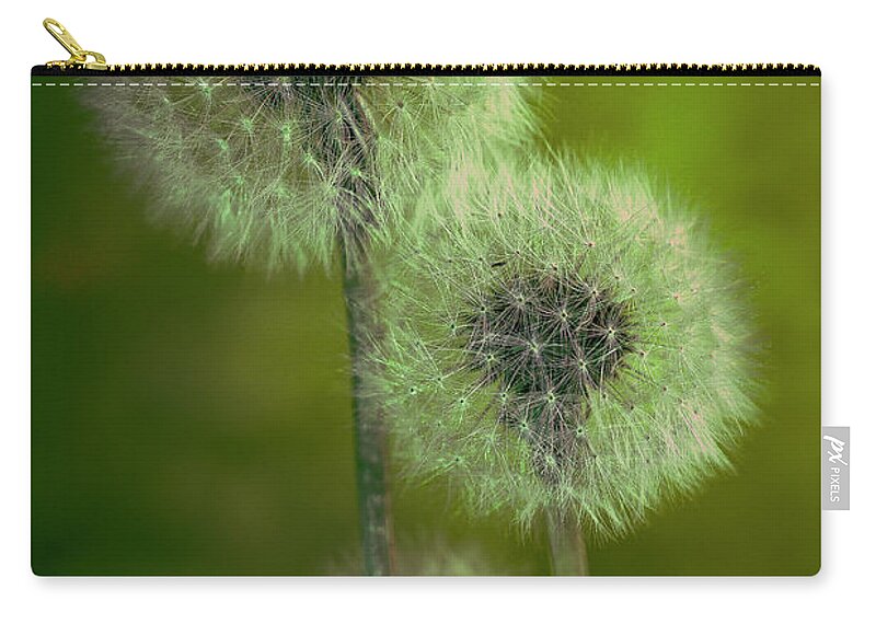 Plants Zip Pouch featuring the photograph 3 Dandelions by Silvia Marcoschamer