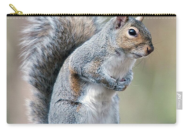 Eastern Grey Squirrel Zip Pouch featuring the photograph Eastern Grey Squirrel #3 by Diane Giurco