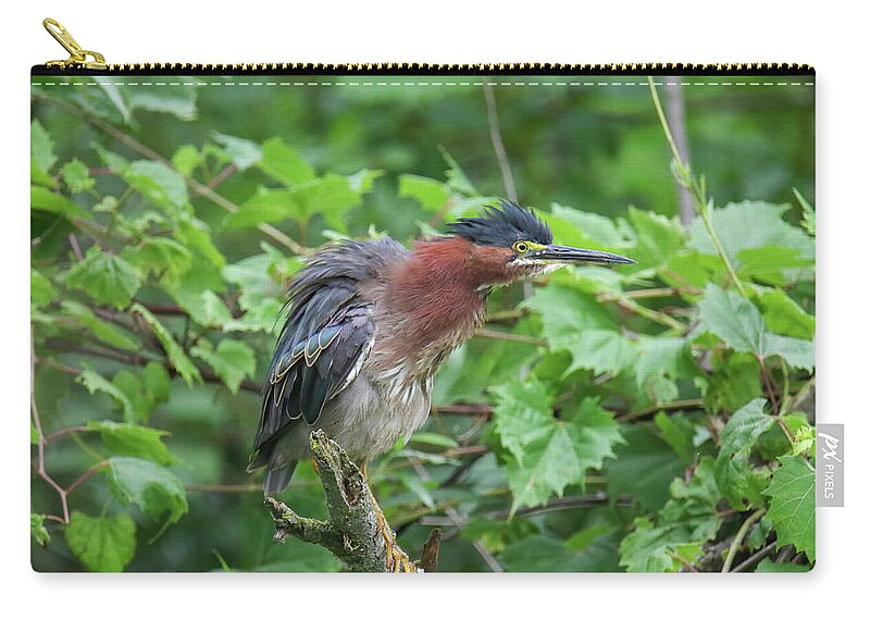Green Heron Zip Pouch featuring the photograph Green Heron #3 by Brook Burling