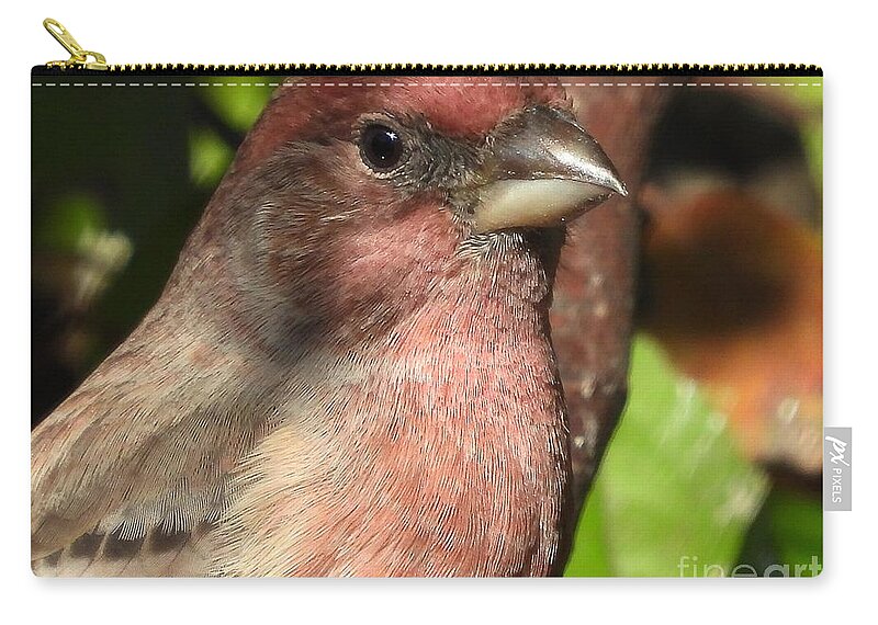 Mccombie Zip Pouch featuring the photograph Juvenile Male House Finch #3 by J McCombie