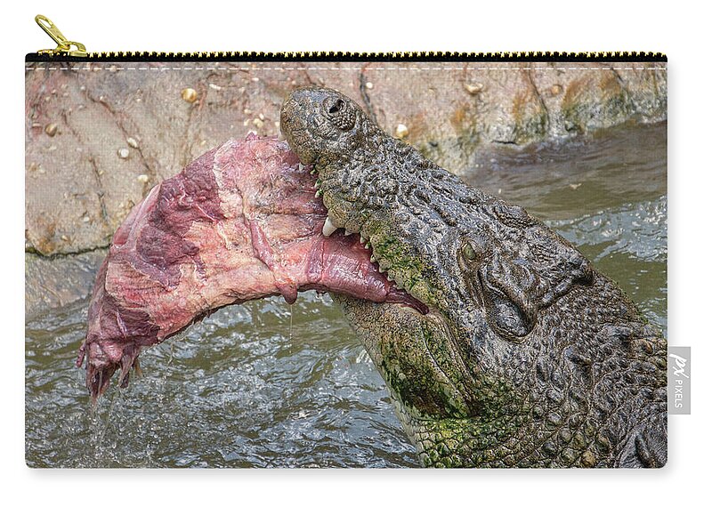 Saltwater Zip Pouch featuring the photograph Saltwater Crocodile Eating #3 by Carolyn Hutchins