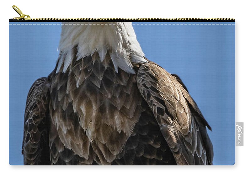 Eagle Zip Pouch featuring the photograph Well Hello #3 by Laura Hedien