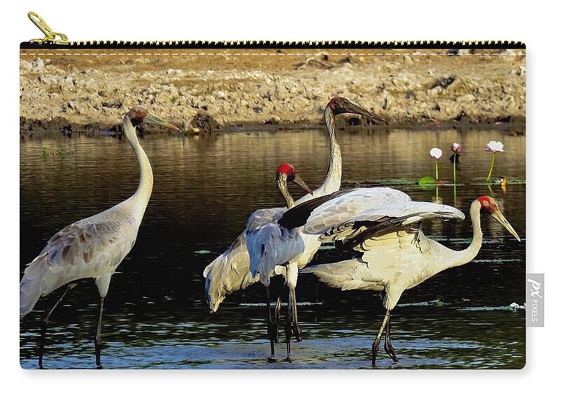 Brolga Zip Pouch featuring the photograph 4 Brolgas by Joan Stratton