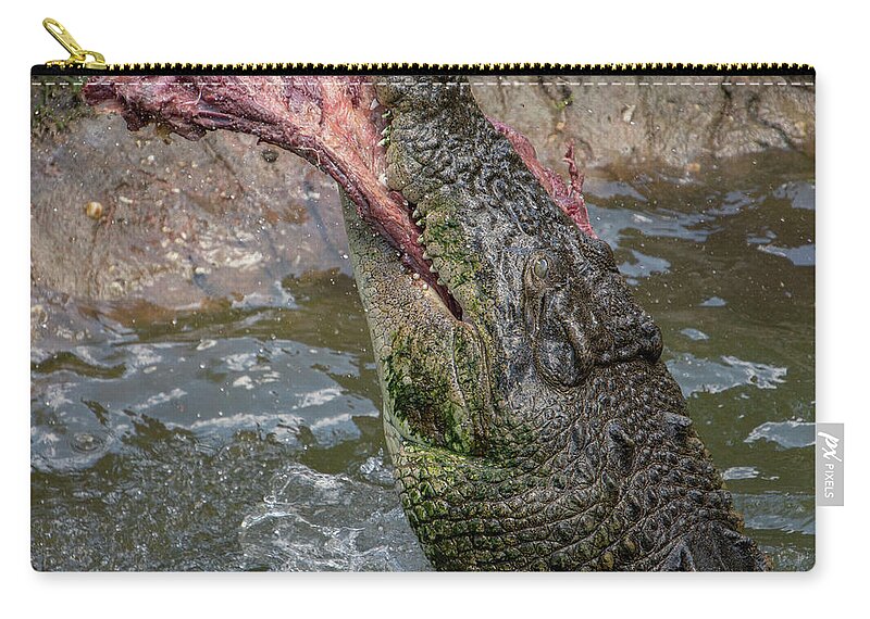 Saltwater Zip Pouch featuring the photograph Saltwater Crocodile Eating #6 by Carolyn Hutchins