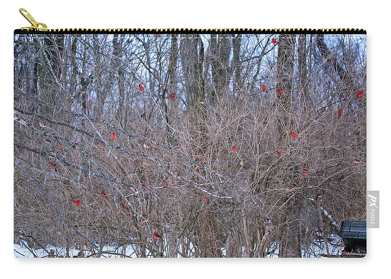 Cardinals Zip Pouch featuring the photograph Cardinals Galore #40 by PJQandFriends Photography