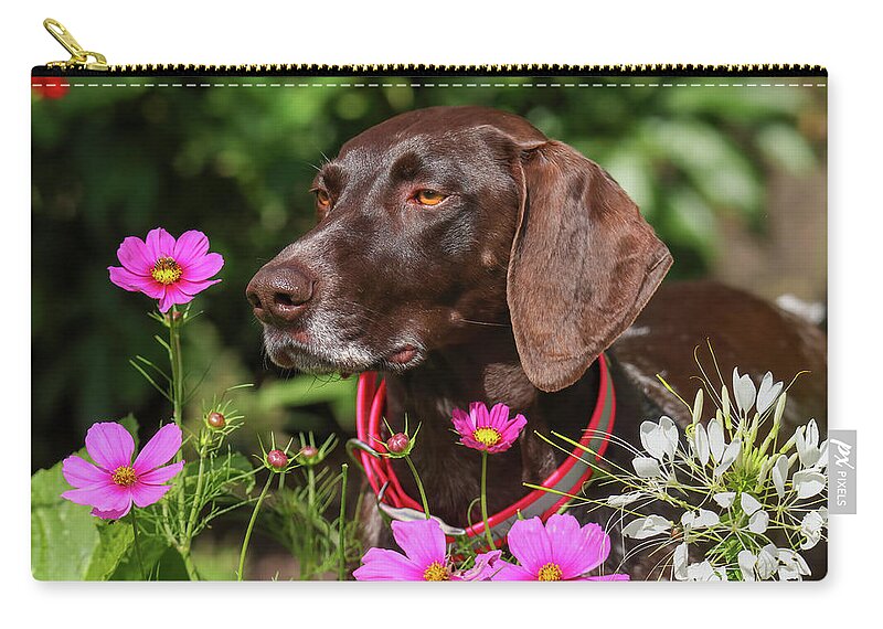 German Shorthaired Pointer Zip Pouch featuring the photograph German Shorthaired Pointer #5 by Brook Burling