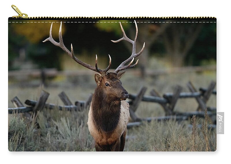 Rocky Zip Pouch featuring the photograph Rocky Mountain Bull Elk #5 by Gary Langley