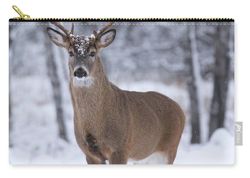Whitetail Zip Pouch featuring the photograph Whitetail Buck #58 by Brook Burling