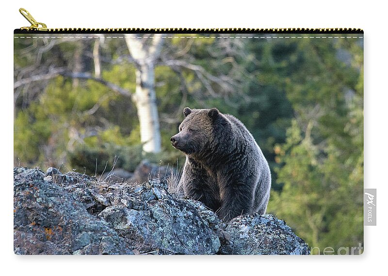 Yellowstone Zip Pouch featuring the photograph Ice Box Canyon Grizzly #7 by Patrick Nowotny