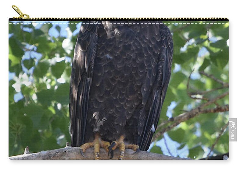 Eagle Zip Pouch featuring the photograph A Bald Eagle's Glare by Ben Foster