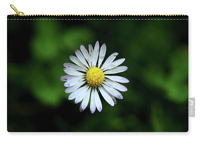 Bellis Perennis Zip Pouch featuring the photograph Beautiful Bellis Perennis in grass by Vaclav Sonnek