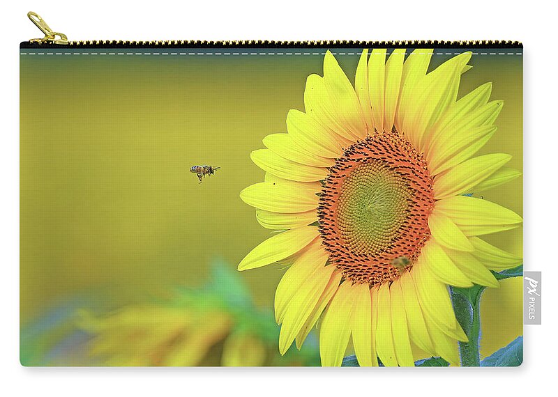  Zip Pouch featuring the photograph A Bee Flying toward a Sunflower by Shixing Wen