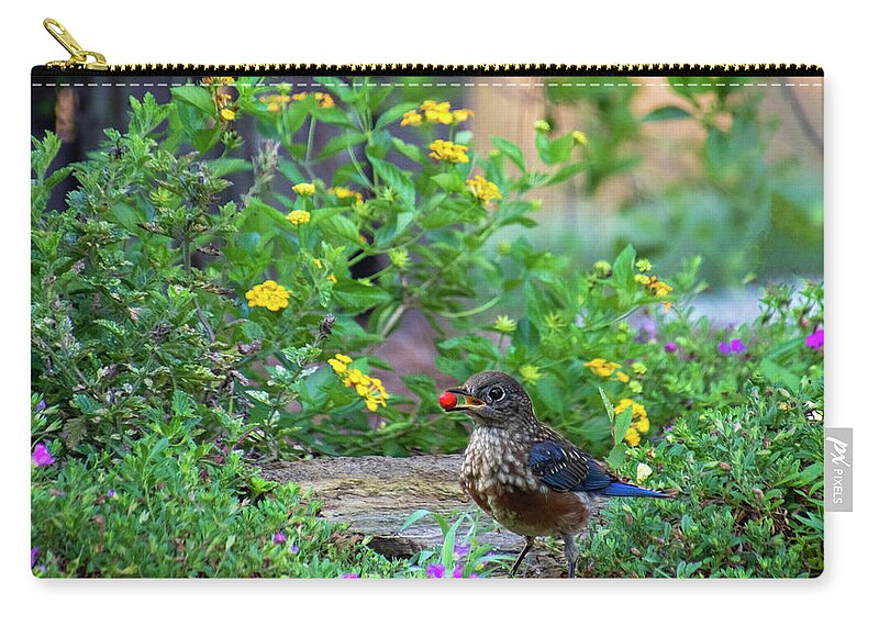Bluebird Zip Pouch featuring the photograph A Berry Good Morning by Mary Buck