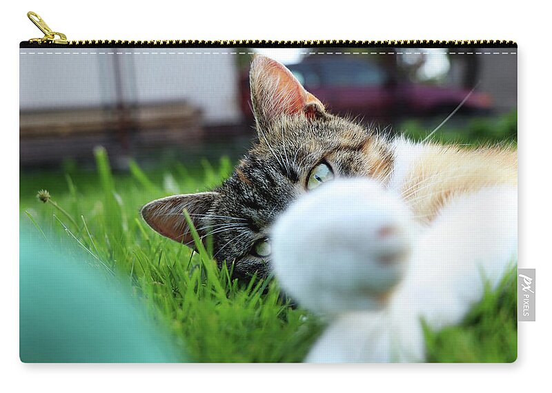 Golden Hour Carry-all Pouch featuring the photograph Cat head looking from behind her paws and look right to camera. by Vaclav Sonnek