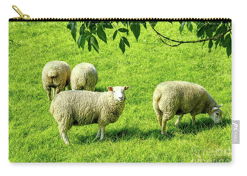 Sheep Zip Pouch featuring the photograph A flock of sheep in a field in Heywood, Grt Manchester, England, UK by Pics By Tony