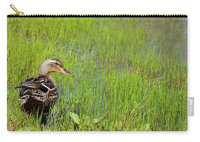 Spring Duck Zip Pouch featuring the photograph A Lone Mallard by Karol Livote