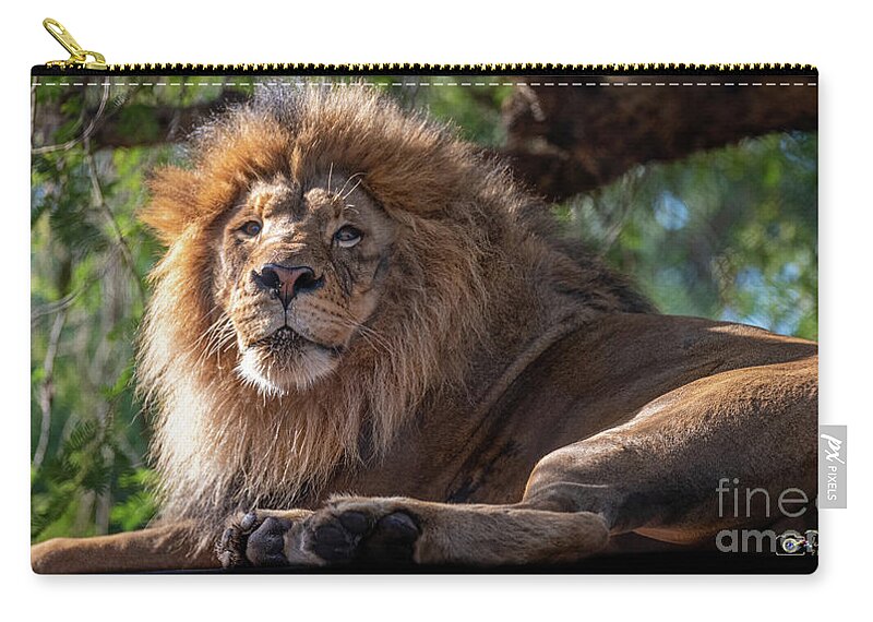 David Levin Photography Zip Pouch featuring the photograph A Lounging Lion by David Levin