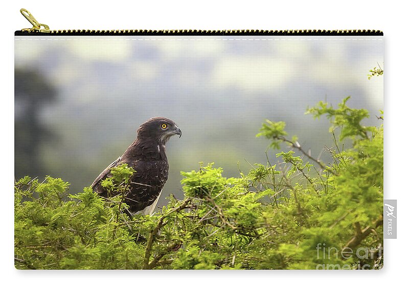 Martial Eagle Zip Pouch featuring the photograph A martial eagle, Polemaetus bellicosus, perched in a tree in Queen Elizabeth National Park, Uganda. This large eagle is now an endangered species. by Jane Rix