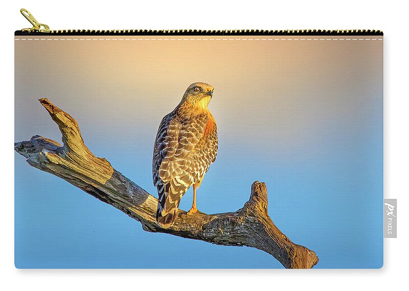 Hawk Carry-all Pouch featuring the photograph A Red Shouldered Hawk at Sunset by Mark Andrew Thomas