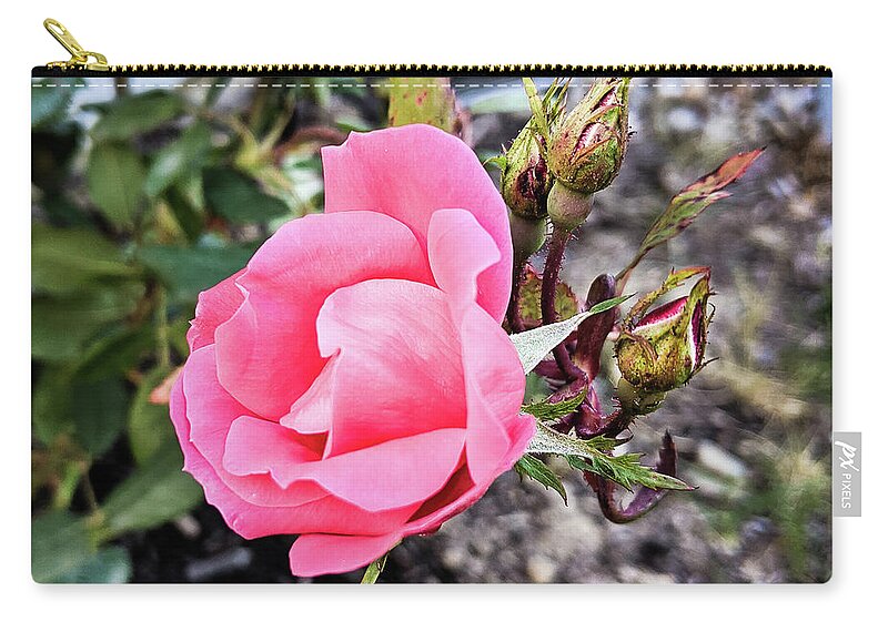 Rose Zip Pouch featuring the photograph A Rose is a Rose by Lee Beuther