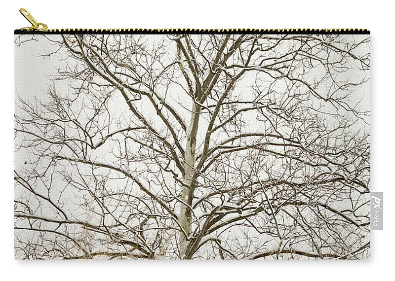 Blackwell Forest Preserve Zip Pouch featuring the photograph A Sycamore Tree in Spring Snow by Joni Eskridge