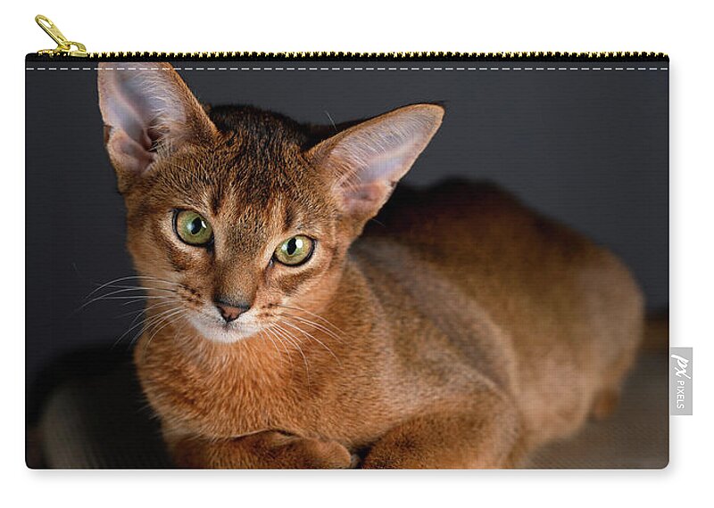 Abyssinian Zip Pouch featuring the photograph Abyssinian Kitten on Suitcase by Nailia Schwarz