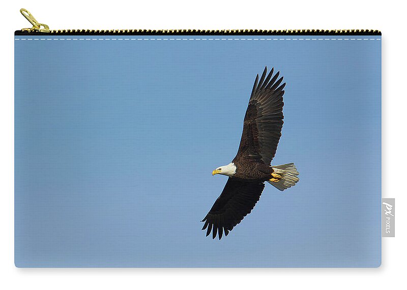 Adult Zip Pouch featuring the photograph Adult bald eagle soars overhead by Charles Floyd