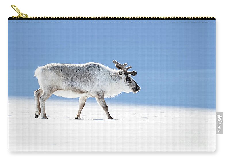 Adult Zip Pouch featuring the photograph Adult reindeer, side profile, Svalbard by Jane Rix