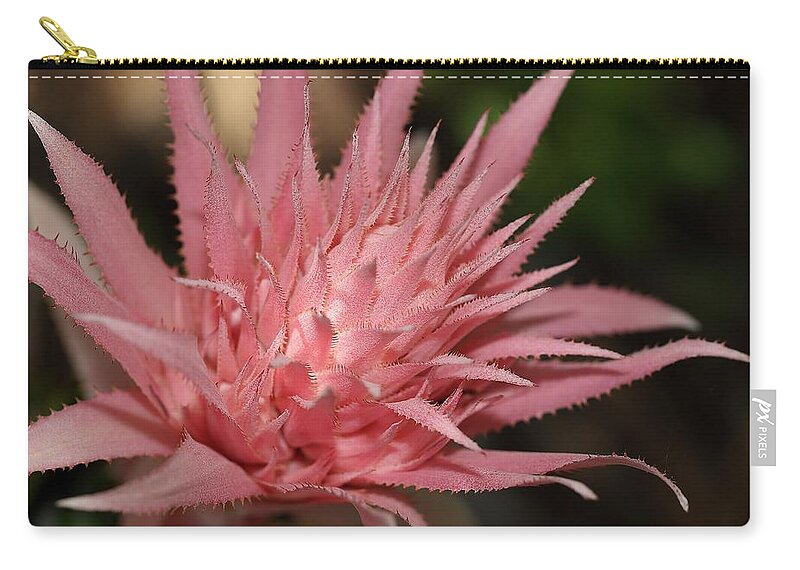 Aechmea Fasciata Carry-all Pouch featuring the photograph Flower of Aechmea fasciata by Mingming Jiang