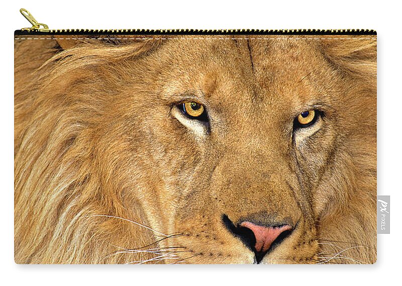 Dave Welling Zip Pouch featuring the photograph African Lion Panthera Leo Wildlife Rescue by Dave Welling