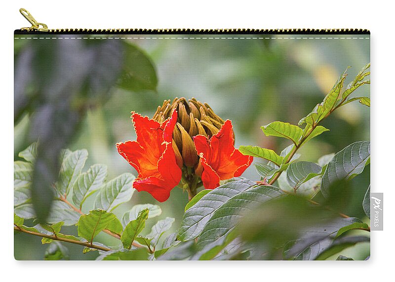 Trees Zip Pouch featuring the photograph African Tulip Tree Flower by Venetia Featherstone-Witty