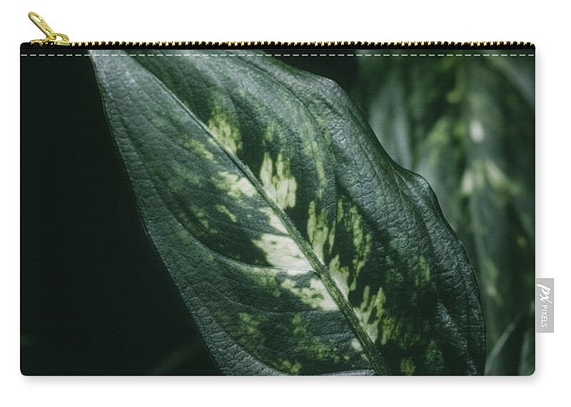 Decoration Zip Pouch featuring the photograph Aglaonema houseplant leaves by Benoit Bruchez