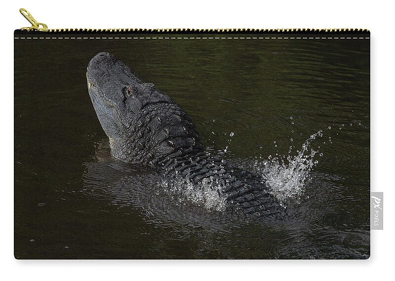 Alligator Zip Pouch featuring the photograph Alligator Bellowing by Carolyn Hutchins