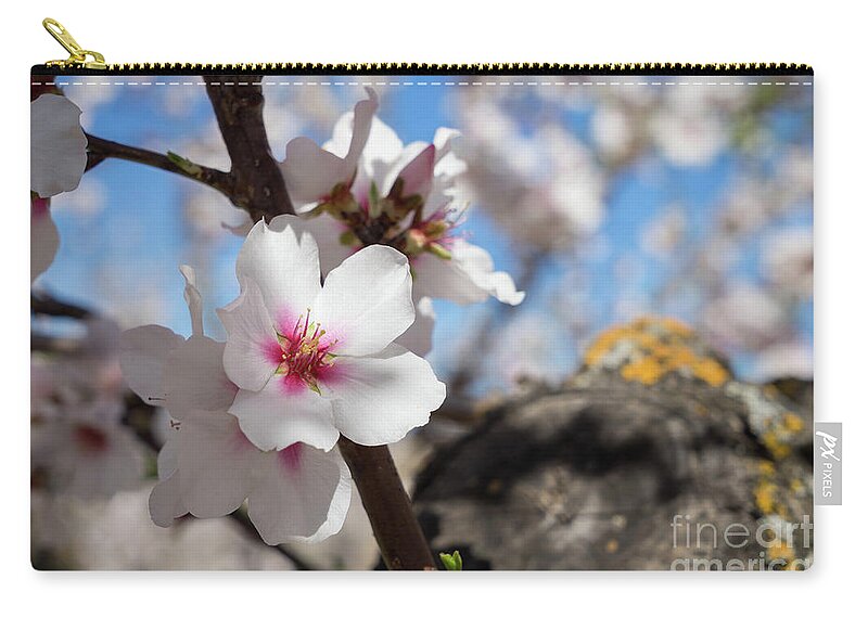 Almond Tree Zip Pouch featuring the photograph Almond Blossom 5 by Adriana Mueller