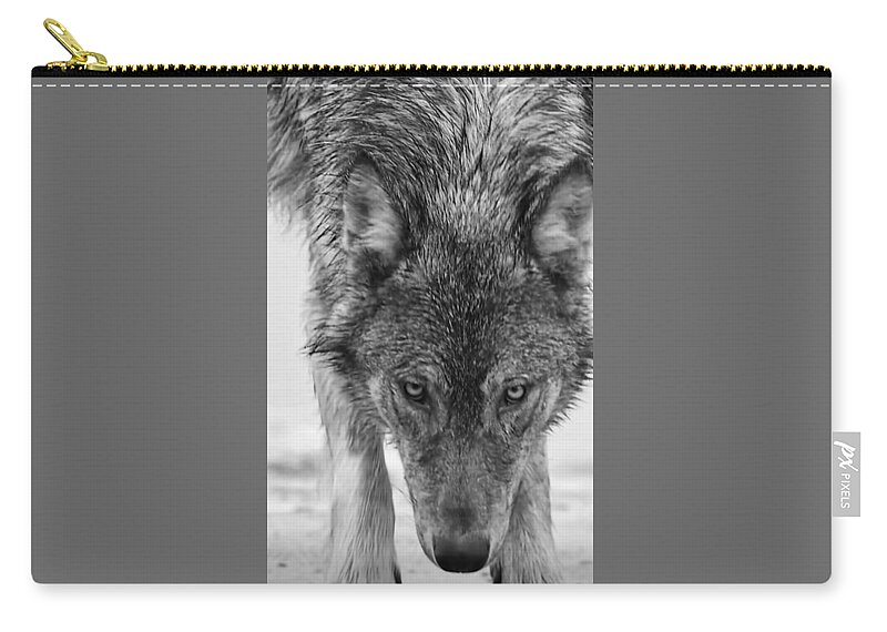 Wolf Zip Pouch featuring the photograph Alpha by Carolyn Mickulas
