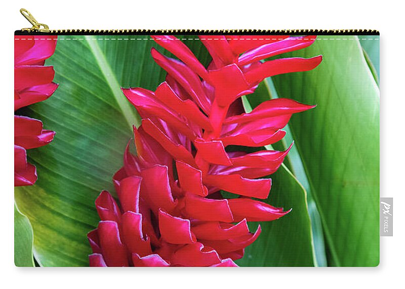 Red Ginger Zip Pouch featuring the photograph Alpinia purpurata or red ginger by Lyl Dil Creations