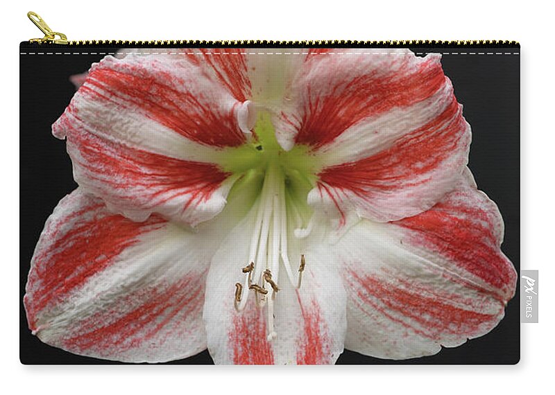Amaryllis Zip Pouch featuring the photograph Amaryllis Flower Blooming by Artur Bogacki