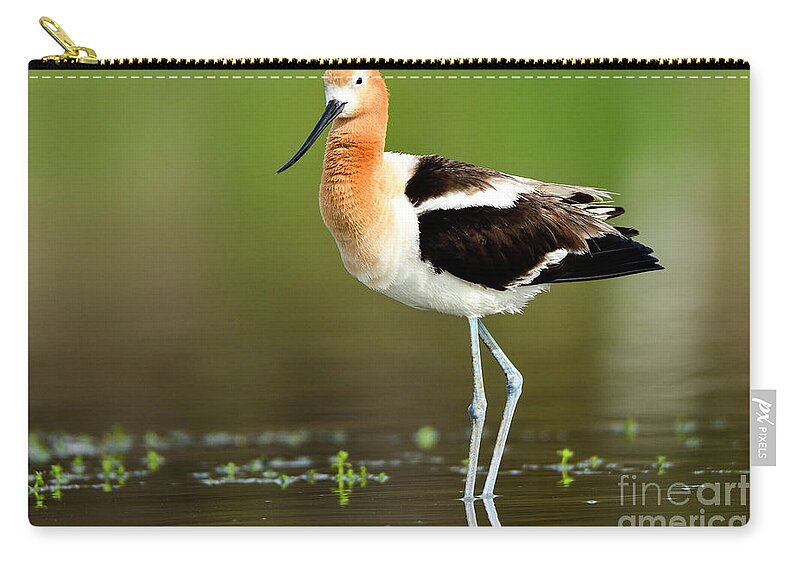 Birds Zip Pouch featuring the photograph American Avocet Breeding Colors by John F Tsumas