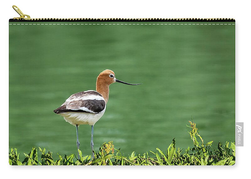 American Avocet Carry-all Pouch featuring the photograph American Avocet by Jeff Goulden
